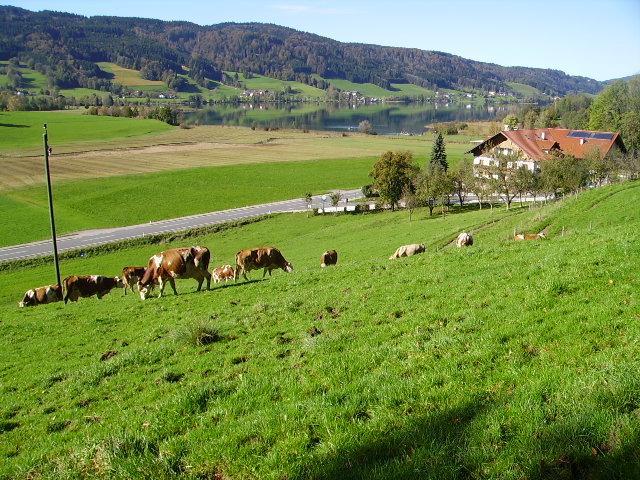 Bauernhof Kasleitner Villa Zell am Moos Exterior photo